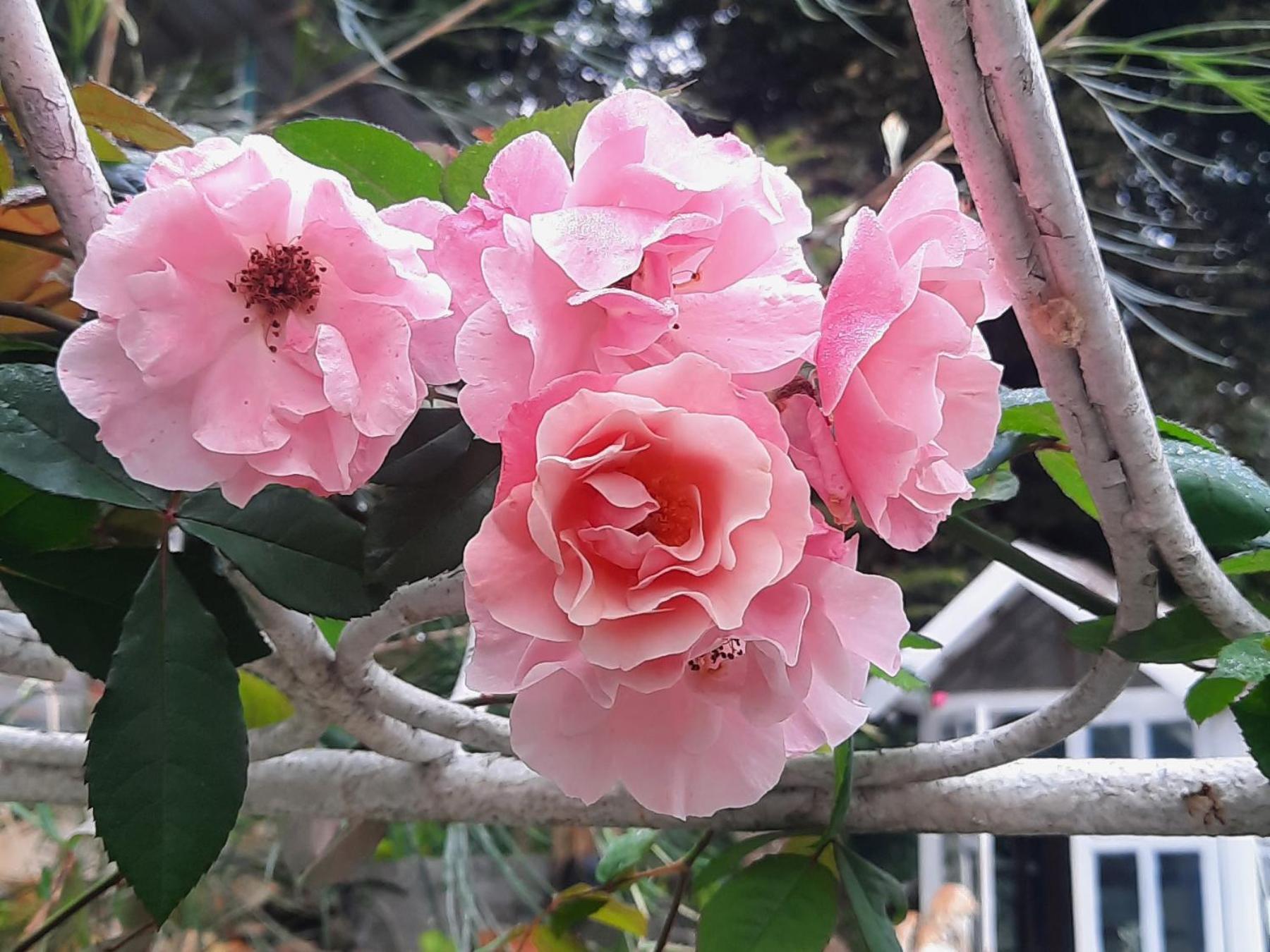 Balmy Hideout Cafe & Homestay Ban Huai Kaeo 外观 照片